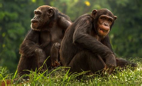 how are we similar to chimpanzees
